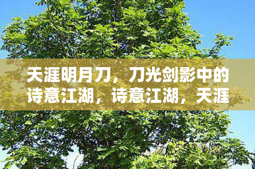 天涯明月刀，刀光剑影中的诗意江湖，诗意江湖，天涯明月刀中的刀光剑影
