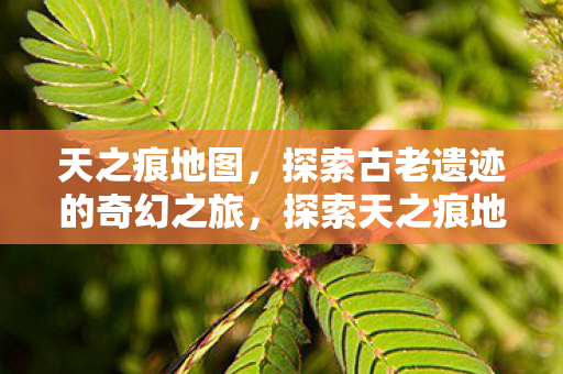 天之痕地图，探索古老遗迹的奇幻之旅，探索天之痕地图，一场古老遗迹的奇幻之旅