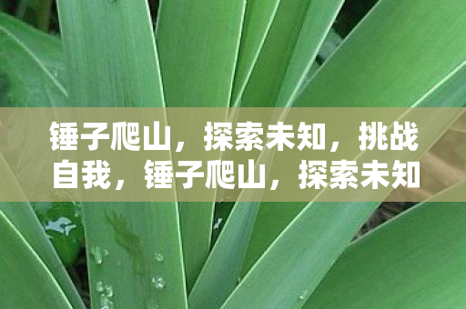锤子爬山，探索未知，挑战自我，锤子爬山，探索未知，挑战自我
